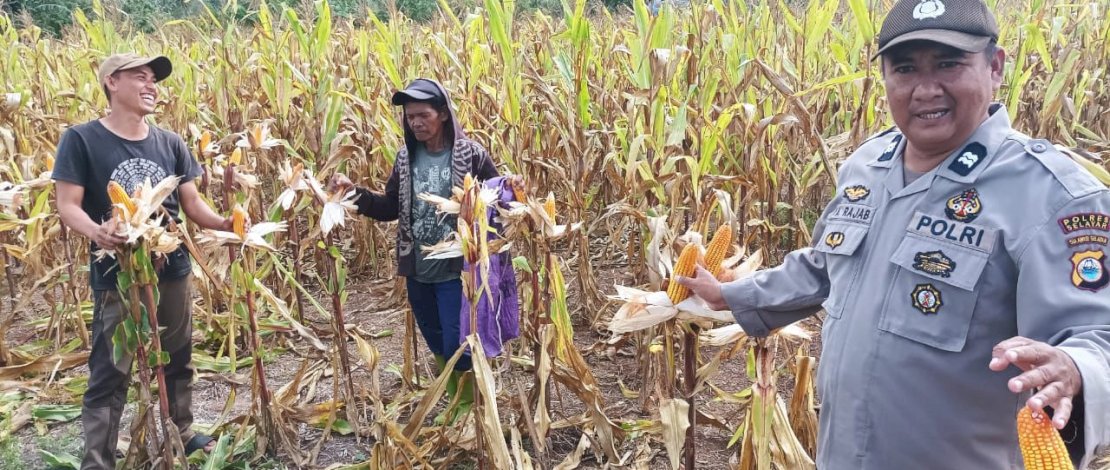Badan Usaha Milik Desa (Bumdes) Anugrah Jaya Desa Teluk Kampe, Kecamatan Pasimasunggu, binaan Polisi Penggerak Ketahanan Pangan, sukses melaksanakan panen raya jagung perdana pada Sabtu, 27 September 2025.