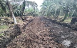 Program Sarpras 2025, Dinas Pertanian Luwu Timur Verifikasi Ulang Usulan Kelompok Tani Sawit