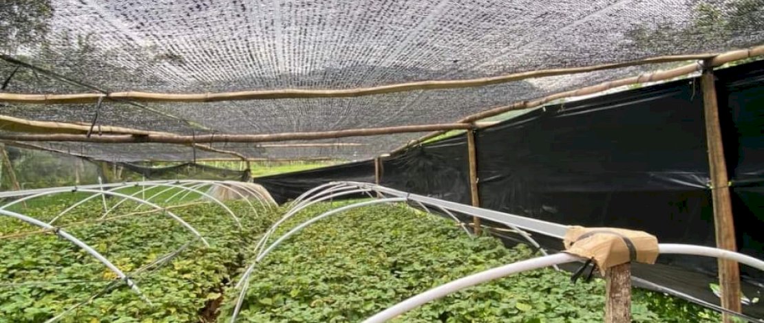 Menjaga Rantai Pasok Nilam yang Berkelanjutan: Dari Petani hingga Industri Wewangian Dunia