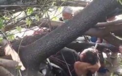 Pohon Tumbang Timpa Pengendara Motor di Makassar