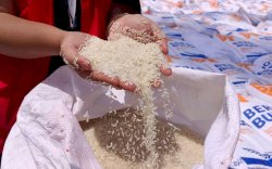 Ikan Cakalang dan Beras Jadi Penyebab Inflasi di Luwu Timur 