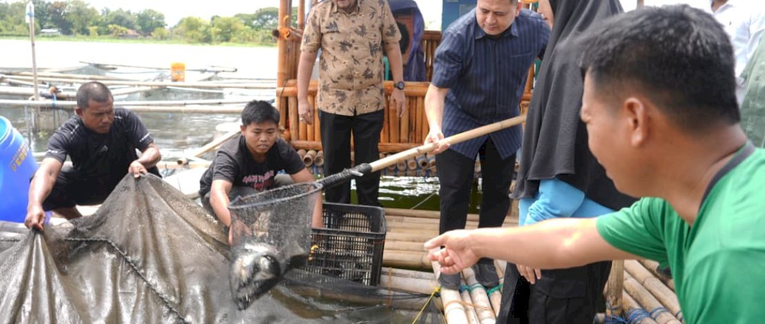 Wali Kota Munafri Ikut Panen Ikan di Keramba Warga, Ketahanan Pangan Makassar Terus Diperkuat