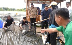 Wali Kota Munafri Ikut Panen Ikan di Keramba Warga, Ketahanan Pangan Makassar Terus Diperkuat
