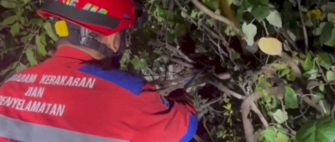 Petugas Damkarmat Kota Makassar sedang berusaha mengevakuasi ular yang melilit ranting pohon, di Jalan Metro Tanjung Bunga, Kota Makassar.