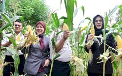 Aliyah Mustika Ilham Hadiri Panen Raya di Lapas Kelas I Makassar, Dukung Pembinaan Kemandirian Warga Binaan