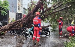 Hujan dan Angin Kencang, Pohon Tumbang Timpa Sejumlah Kendaraan di Jalan Tupai Makassar