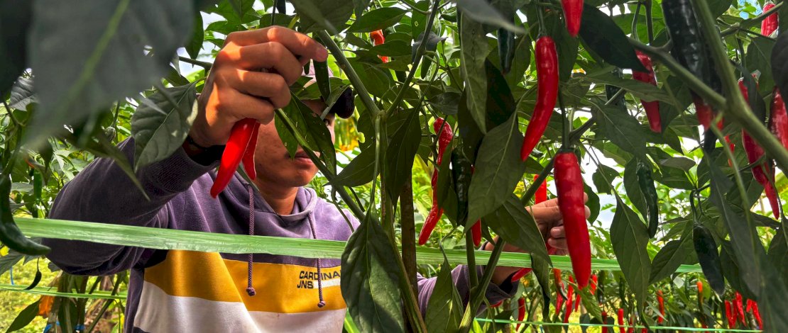 Menjelang Hari Raya Idulfitri 1447 Hijriah, petani cabe besar di Desa Limampoccoe, Kecamatan Cenrana, Kabupaten Maros, tengah menikmati masa panen raya.