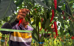 Panen Raya Cabe Besar di Maros, Petani Keluhkan Harga yang Anjlok