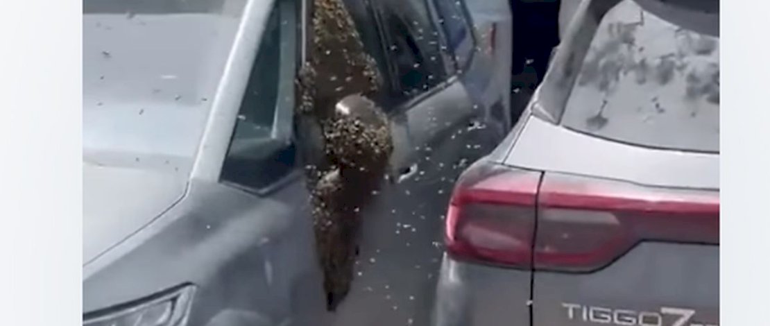 Ribuan Lebah Serbu Kota Netivot Israel, Warga Terjebak di Dalam Toko dan Rumah