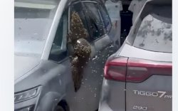 Ribuan Lebah Serbu Kota Netivot Israel, Warga Terjebak di Dalam Toko dan Rumah