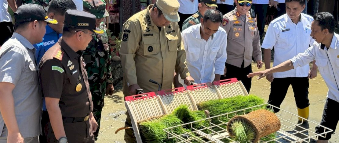 Bupati Maros Turun ke Sawah: Tanam Padi Serentak Jadi Strategi Lawan Hama dan Gagal Panen
