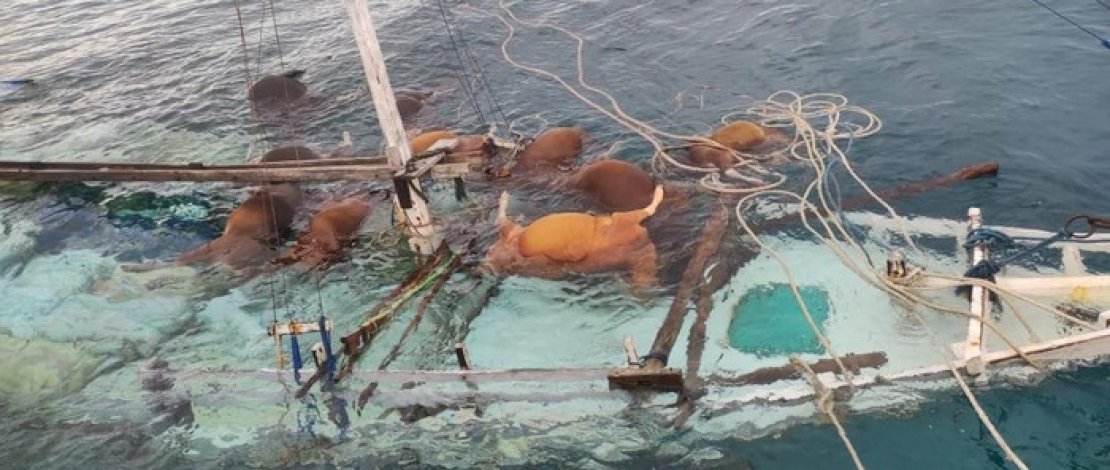 : Kapal muat ternak tenggelam di Selayar menyebabkan 13 ekor sapi mati. (Dok. Istimewa)
