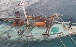 Diterjang Cuaca Buruk di Selayar, KM Bintang Kayuadi Tenggelam: 13 Ekor Sapi Mati