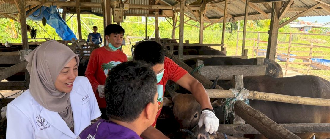 Pemerintah Kabupaten Pinrang melalui Dinas Peternakan dan Perkebunan mulai melakukan pemeriksaan hewan kurban di seluruh kecamatan di Kabupaten Pinrang.