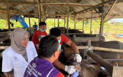 Jelang Iduladha, Pemkab Pinrang Lakukan Pemeriksaan Hewan Kurban di Semua Kecamatan 