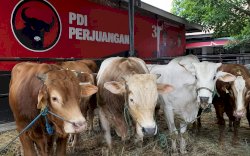 Ketua DPD PDIP Sulsel ARW Distribusikan 45 Hewan Kurban ke Sejumlah Daerah