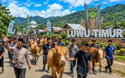 Iduladha 1447 H, Hewan Kurban di Luwu Timur Capai 2.206 Ekor