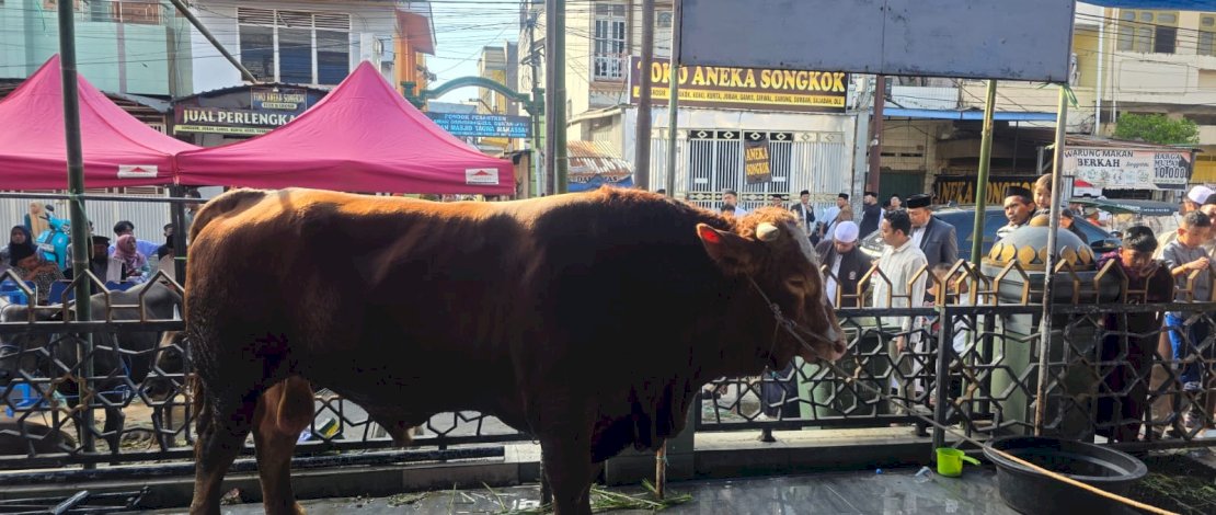 Sapi Kurban Presiden di Makassar Bobot 923 Kg, Appi: Bentuk Kepedulian Pemerintah kepada Masyarakat