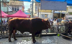 Sapi Kurban Presiden di Makassar Bobot 923 Kg, Appi: Bentuk Kepedulian Pemerintah kepada Masyarakat