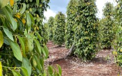 Tiga Petani Ditangkap, WALHI Sulsel Tuding Operasi Gakkum di Luwu Timur Terkait Kepentingan PT Vale