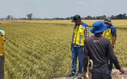 Pemkab Pinrang Cari Sumber Air Alternatif untuk Selamatkan Lahan Pertanian