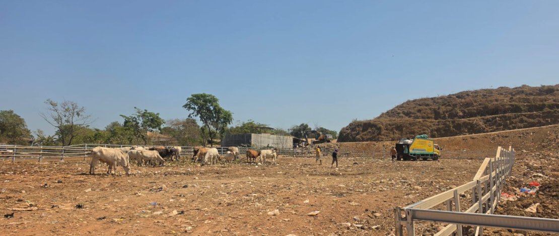 Gunungan Sampah Mulai Ditata, Pemkot Makassar Siapkan Ranch untuk Sapi di TPA Tamangapa