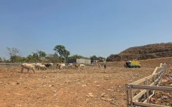 Gunungan Sampah Mulai Ditata, Pemkot Makassar Siapkan Ranch untuk Sapi di TPA Tamangapa