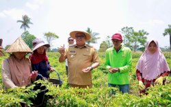 Bupati Takalar Resmikan Irigasi, Panen Cabai dan Serahkan Alsintan ke Petani Moncongkomba