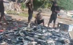 Nelayan di Kupa Barru Panen Ikan Senilai Rp200 Juta Berkat Program Apartemen Ikan Gubernur Andi Sudirman