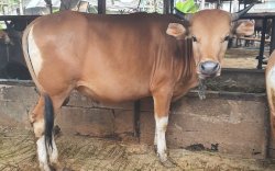 Begini Trik Merobohkan Hewan Kurban Tanpa Menyakiti