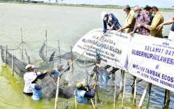 Gubernur Sulsel Panen Udang Sitto Ramah Lingkungan Kualitas Premium Ekspor