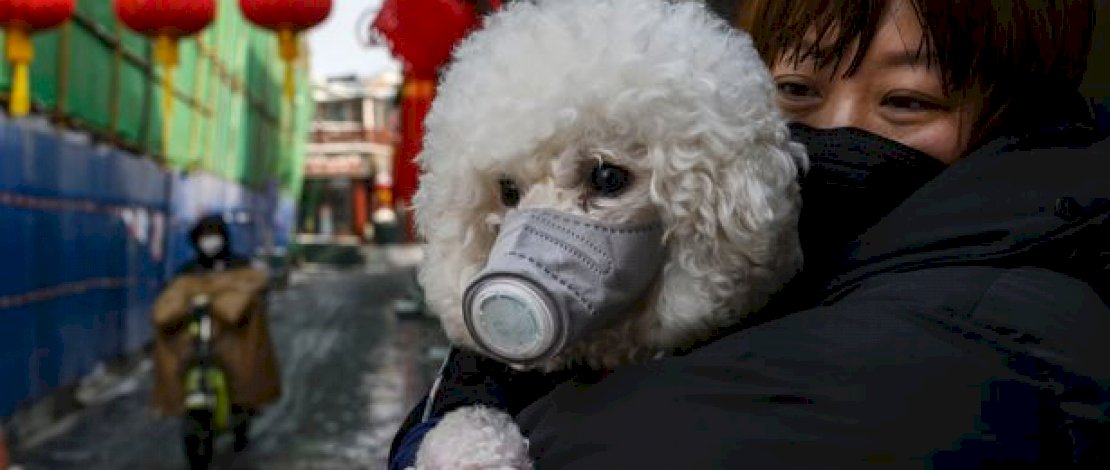 Seorang pemilik anjing di Hong Kong, memasangkan masker ke hewan peliharaannya.