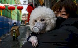 Anjing Pertama yang Mengidap Corona Mati Dua Hari Setelah Dibebaskan dari Karantina