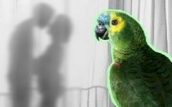 Kisah Burung Beo Jadi Saksi Pembunuhan dan Pemerkosaan, Juga Perselingkuhan