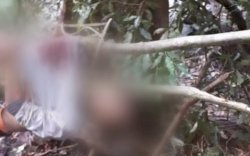 Siswa SMP Tewas Dililit Ular Piton Sepanjang 7 Meter