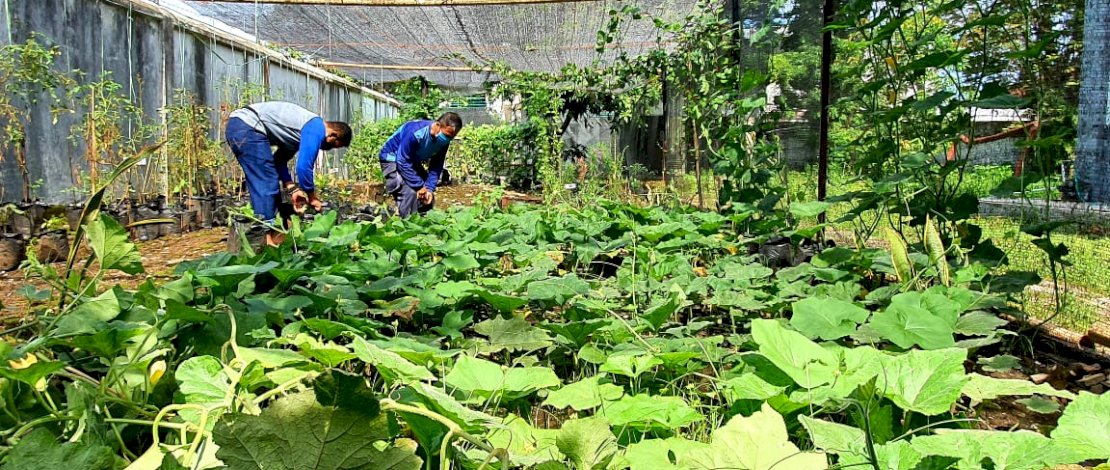 Personel Fasharkan Makassar bercocok tanam di sekitar bengkel di Mako Lantamal VI.