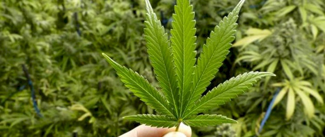 Mentan Tetapkan Ganja Sebagai Tanaman Obat