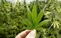 Mentan Tetapkan Ganja Sebagai Tanaman Obat