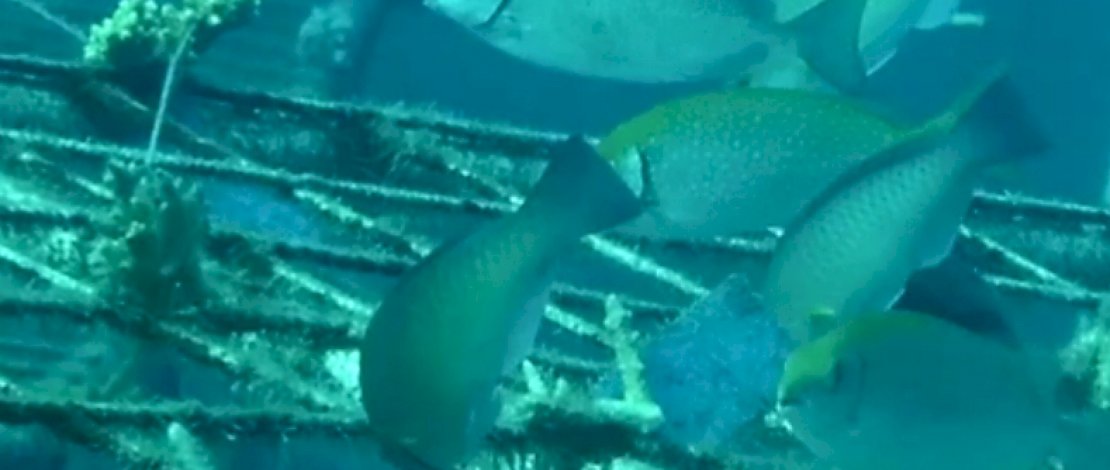 Terumbu karang yang ditanam tim Garuda Di Lautku minggu lalu, kini sudah dikerubuti biota bawah laut. Terumbu karang yang ditanam tim Garuda Di Lautku minggu lalu, kini sudah dikerubuti biota bawah laut.