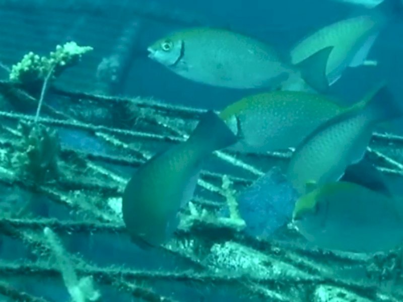 Spot Menyelam "Garuda Di Lautku" Kini Sudah Menjadi Rumah Bagi Kehidupan Bawah Laut