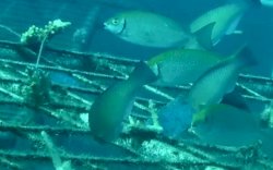 Spot Menyelam "Garuda Di Lautku" Kini Sudah Menjadi Rumah Bagi Kehidupan Bawah Laut