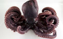 Nelayan Temukan Gurita Langka Dengan 9 Tentakel