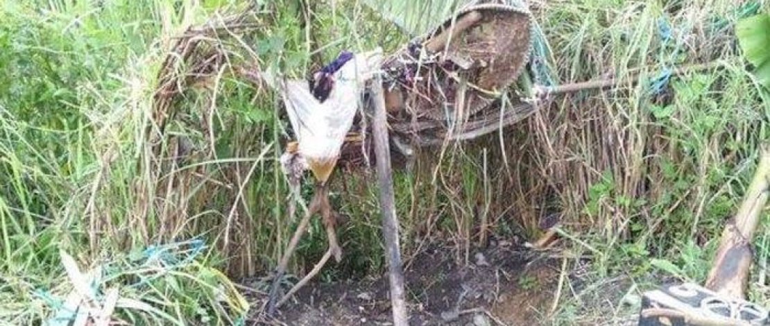 Semak-semak tempat Puisys bertahan hidup selama lima tahun.