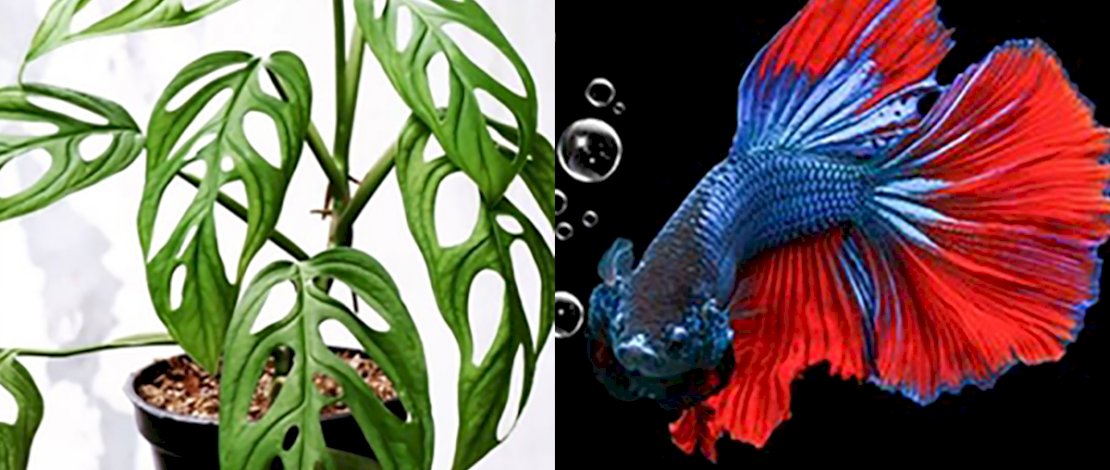 Ini Faktor Penyebab Harga Ikan Cupang dan Janda Bolong Tinggi