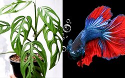 Ini Faktor Penyebab Harga Ikan Cupang dan Janda Bolong Tinggi