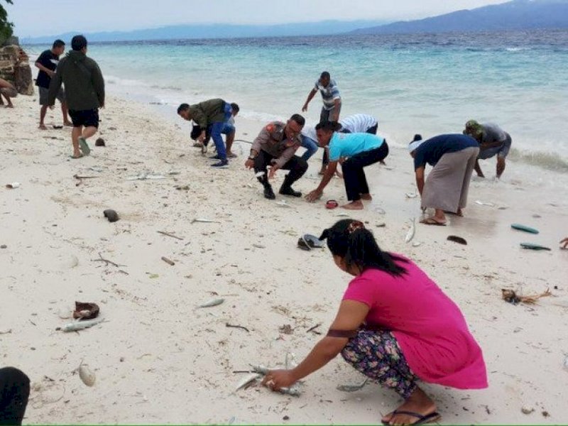 Warga Maluku Heboh Fenomena Ikan Hidup Terdampar di Pantai 