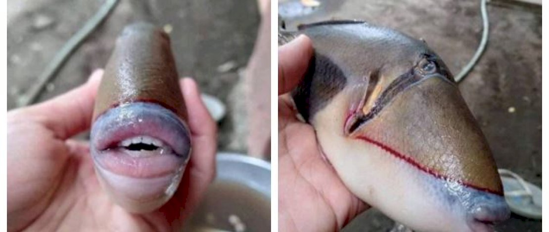 Ikan mirip mulut dan gigi manusia.
