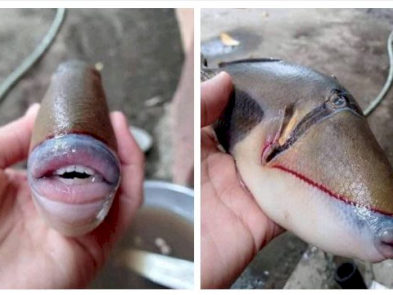 Ikan Bermulut Manusia Ditemukan di Malaysia