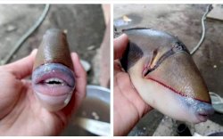 Ikan Bermulut Manusia Ditemukan di Malaysia