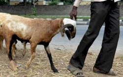 Kurban 1 Kambing untuk Sekeluarga Sah atau Tidak?, Ini Penjelasannya